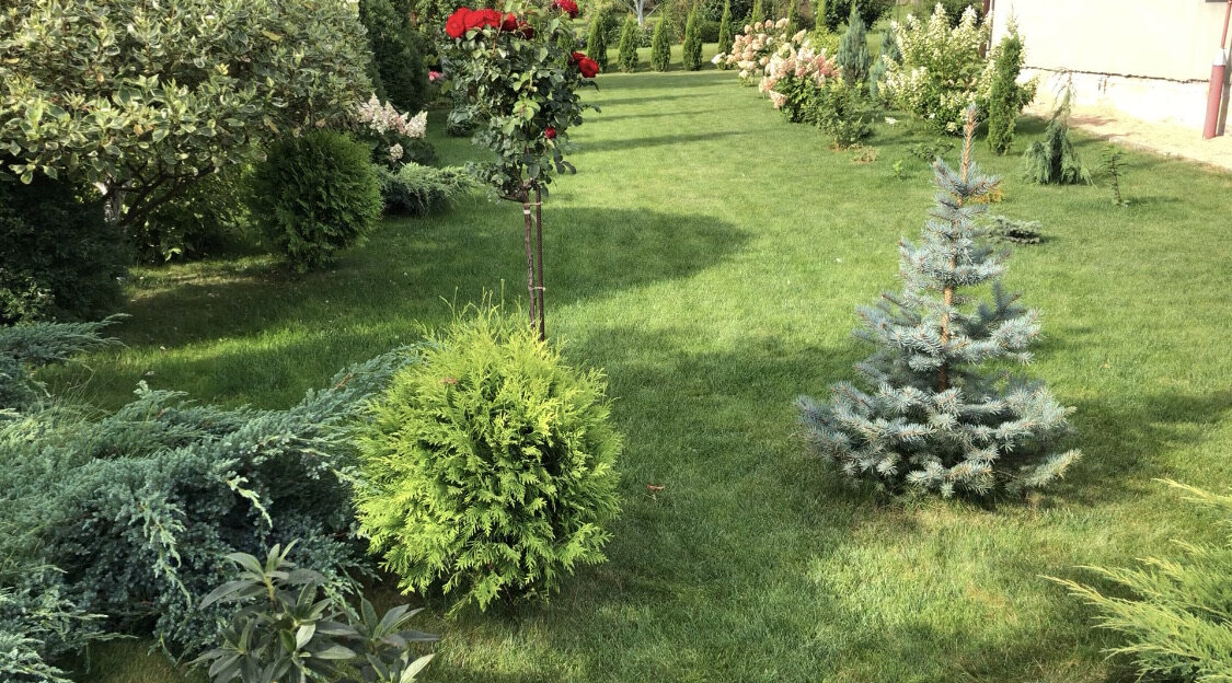 На переднем плане туя Голден Глоб 