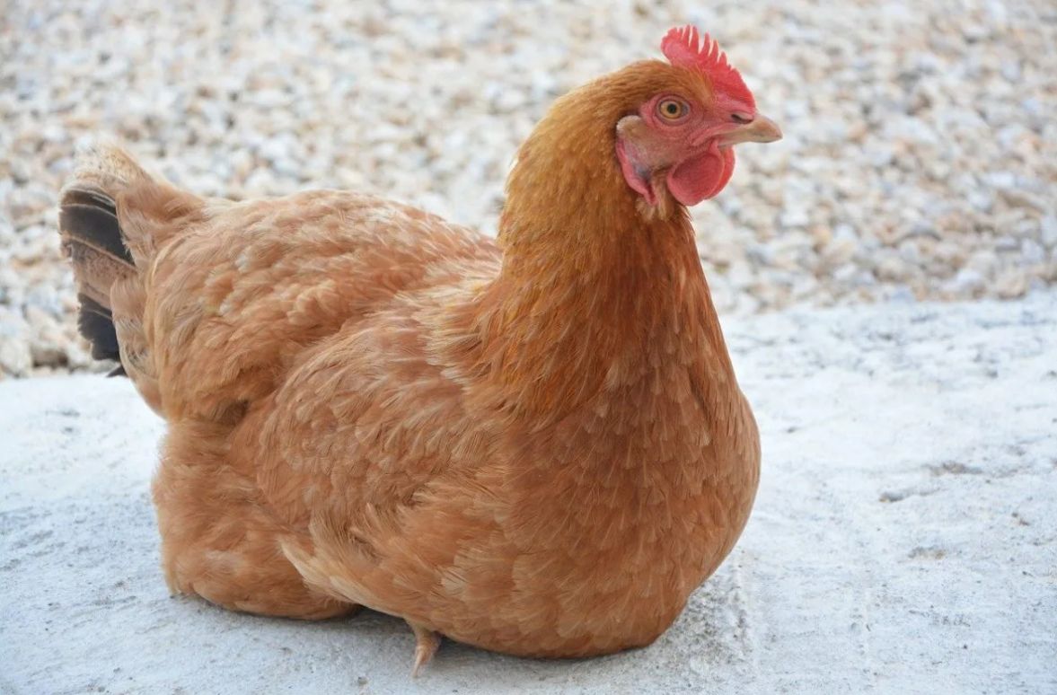 O chicken