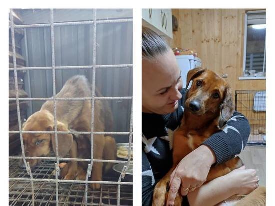     В скандальном астраханском экоприюте не осталось ни одной собаки / Пресс-служба администрации Астрахани