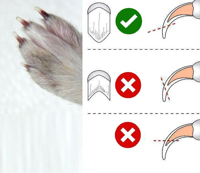 Нужно ли стричь ногти. Как подстричь когти кролику декоративному. Как подстричь ногти кролику. Как правильно стричь когти кролику.