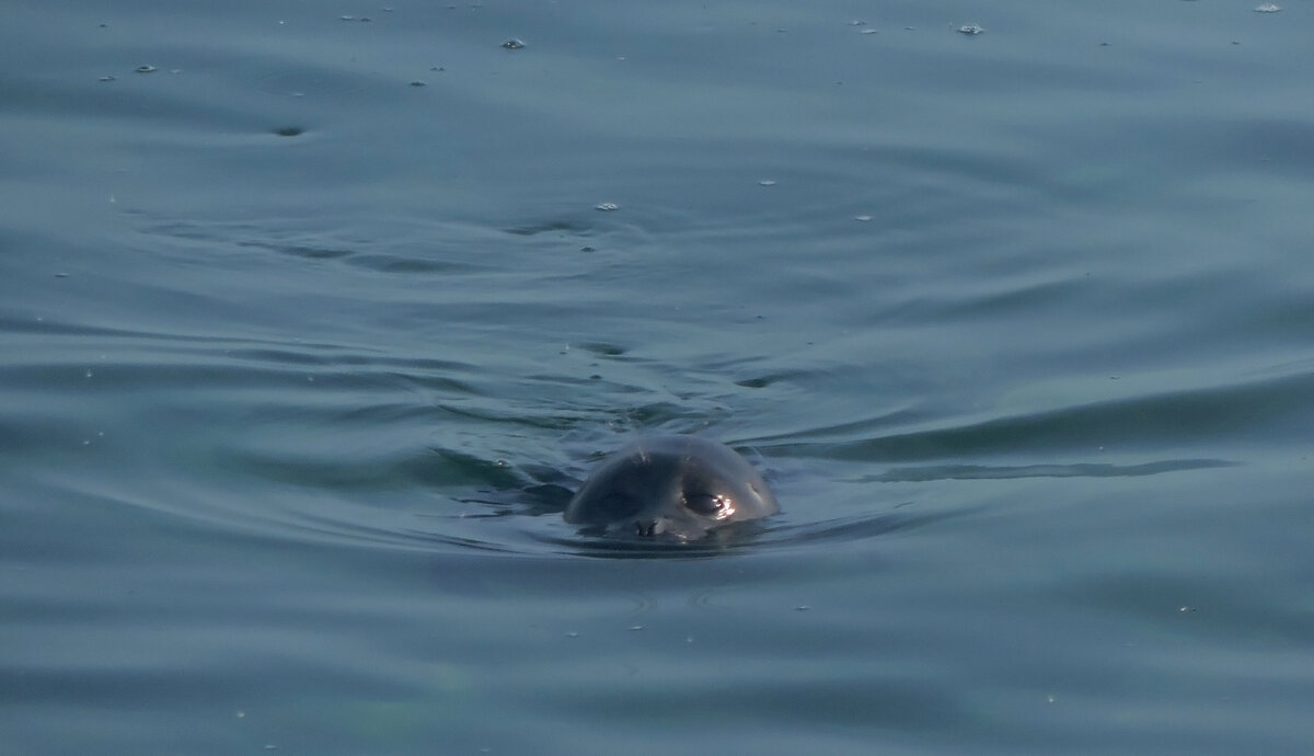 Байкальская нерпа - местный эндемик, то есть, обитает только в Байкале и нигде больше