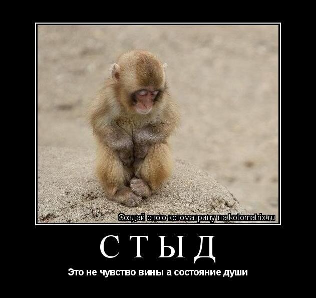 Стыдно смешная картинка