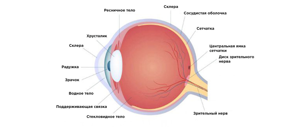 Строение глаза