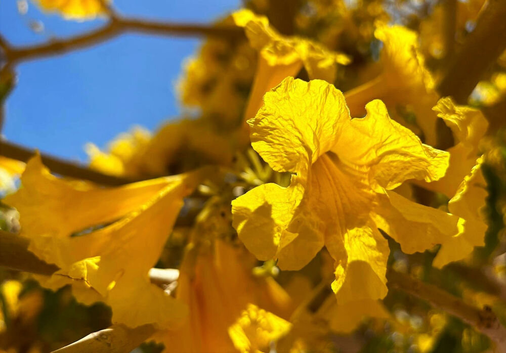 Дерево Табебу́йя (лат. Tabebuia)  цветы