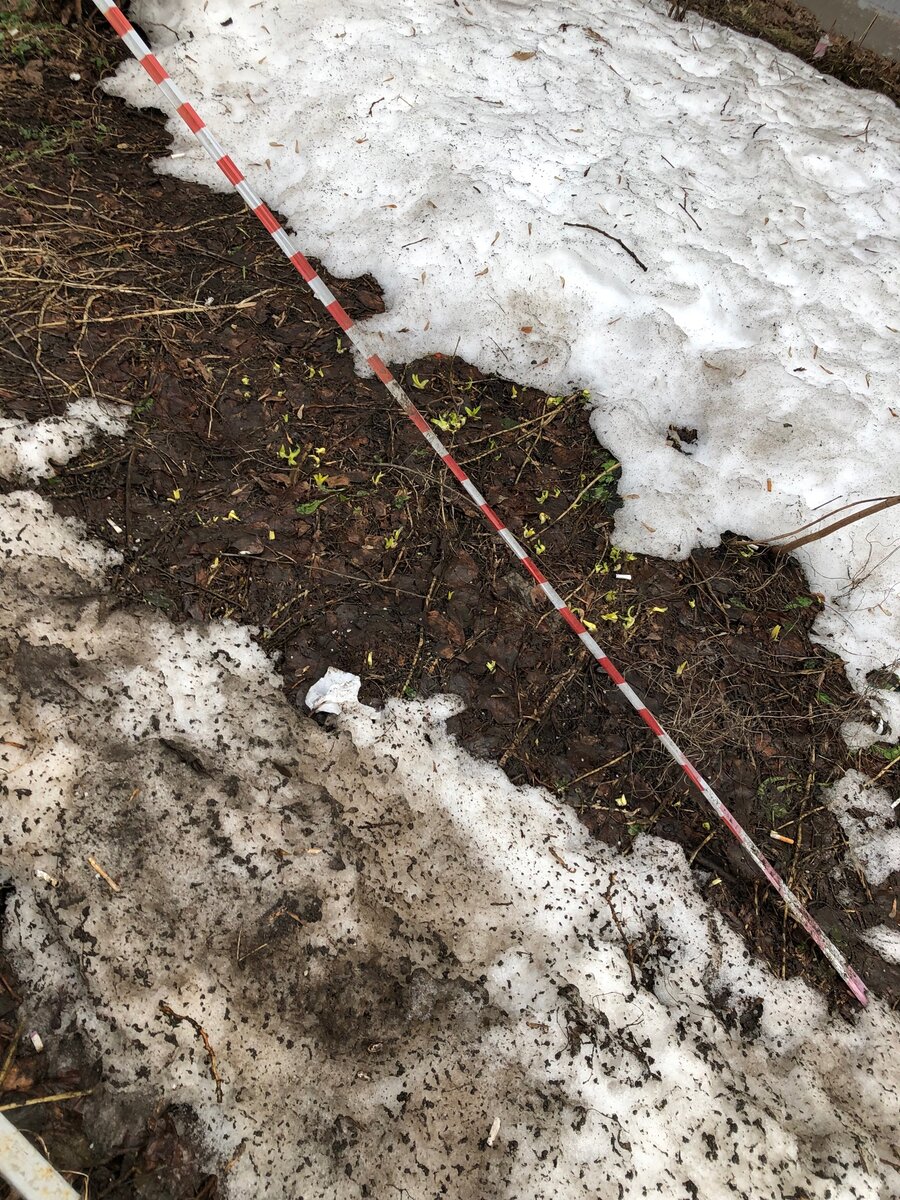 что-то растет))