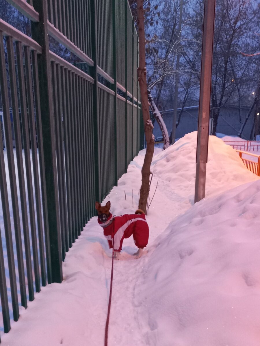 Прогулки зимние.