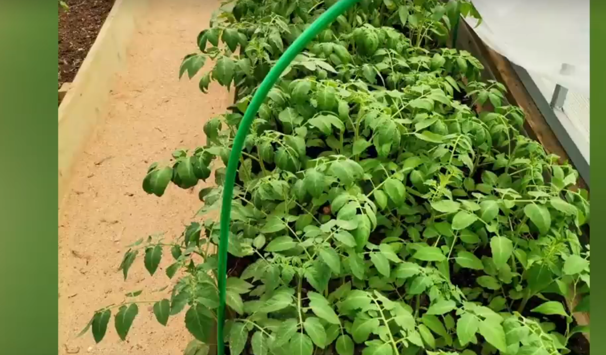 высадка томатов в теплицу на доращивание