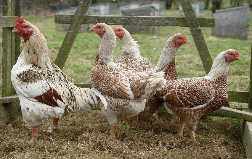 Cornish Chicken: The #1 Heritage Meat Breed Chickens backyard breeds, Laying hen