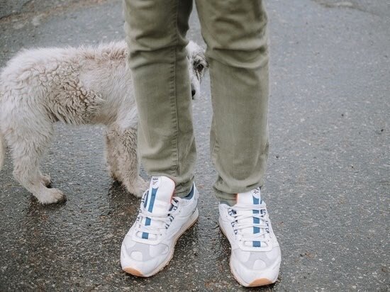     По улицам Астраханской области разгуливают 40 тысяч безнадзорных животных / Инфоштаб