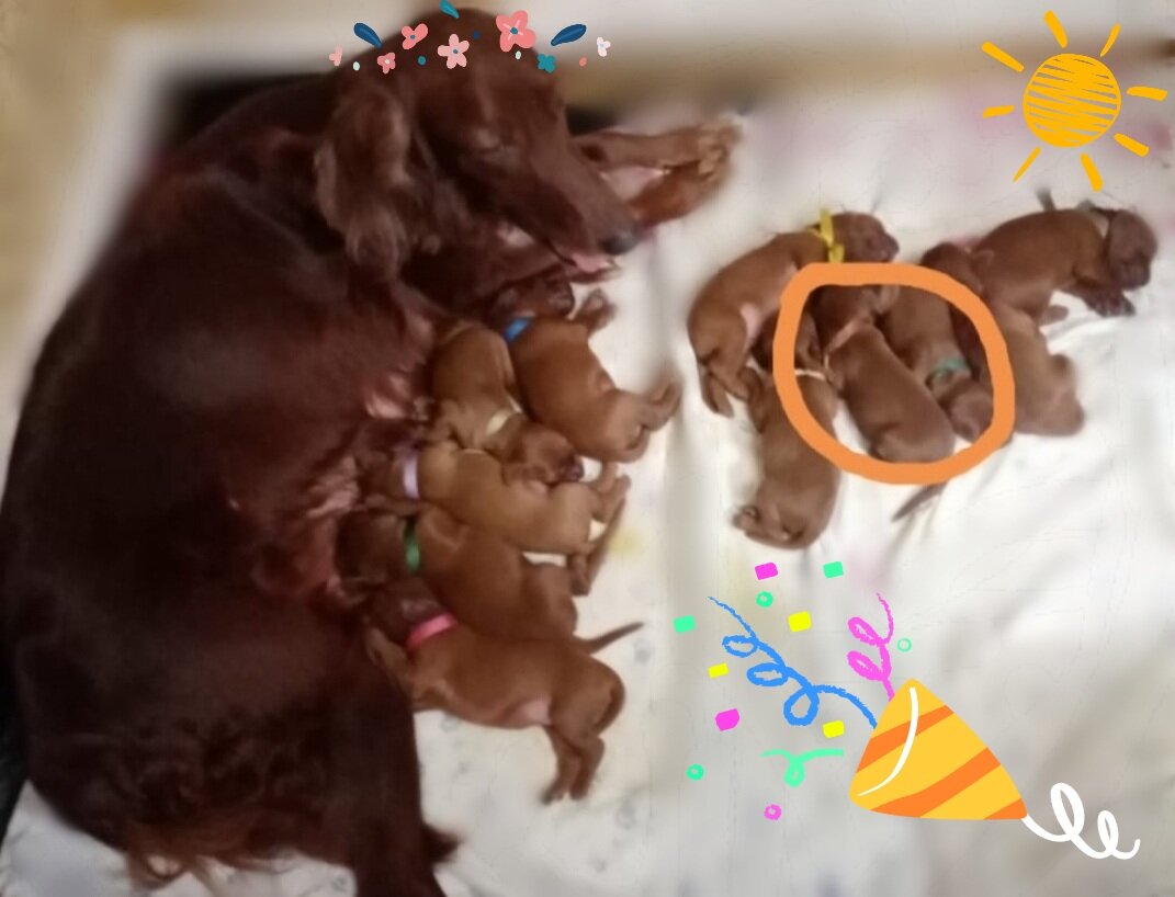 Мама Дарси и 11 щенят