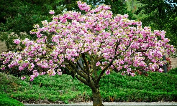 Prunus triloba