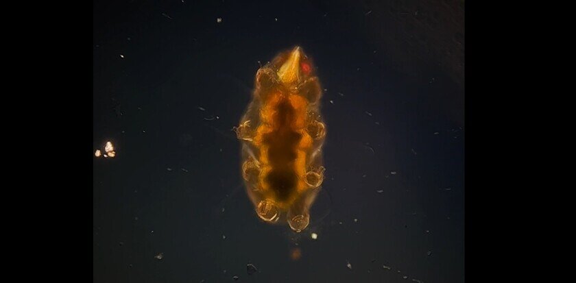    Скриншот из видео Reddit