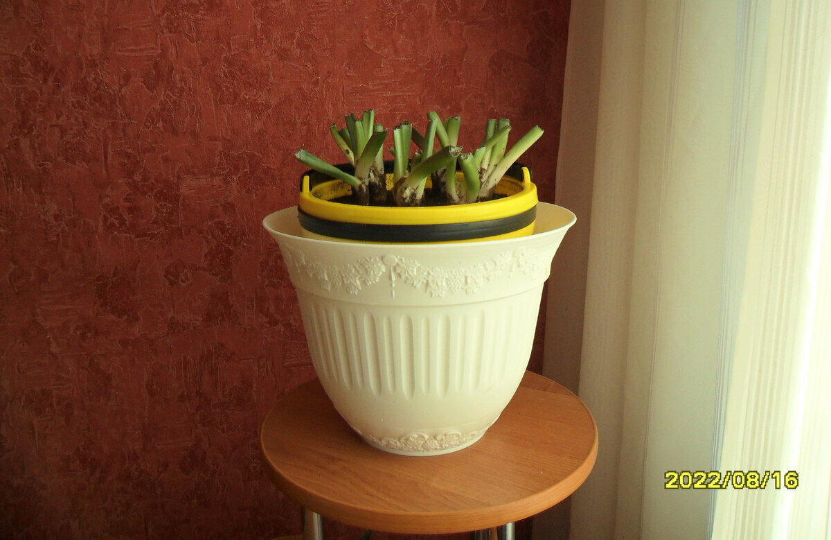 Эухарис в день пересадки