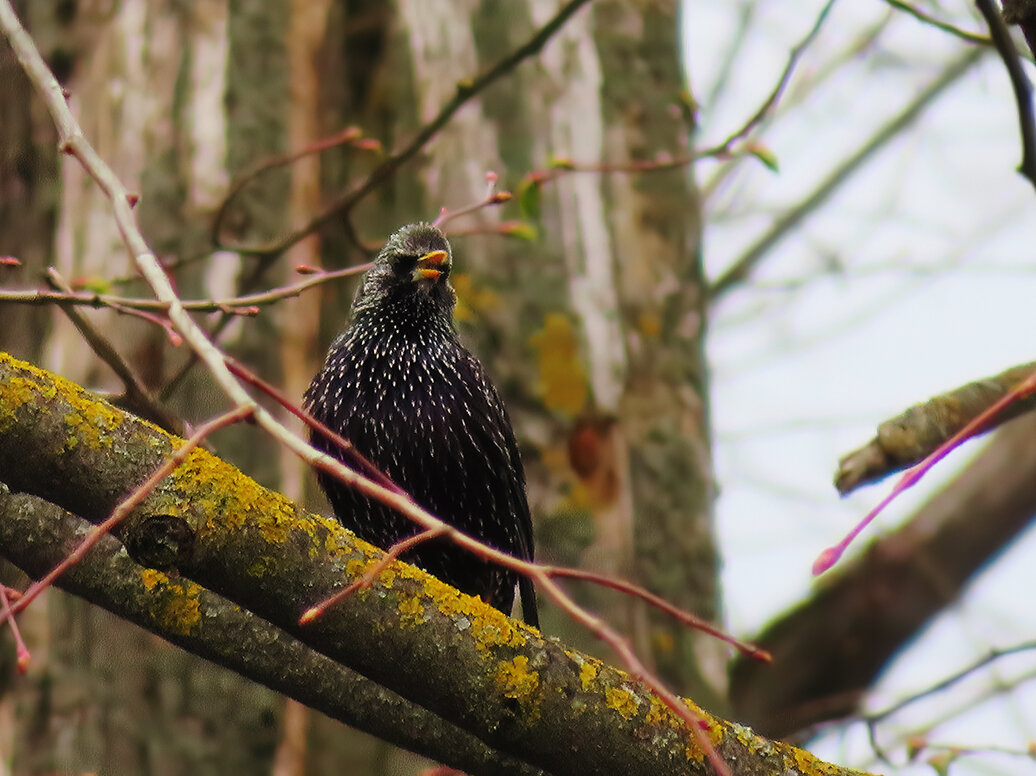 Этого певца я сфотографировал в парке