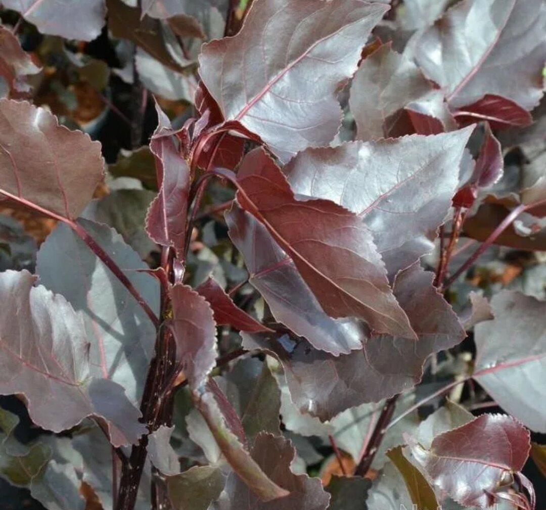 Красная глянцевая листва