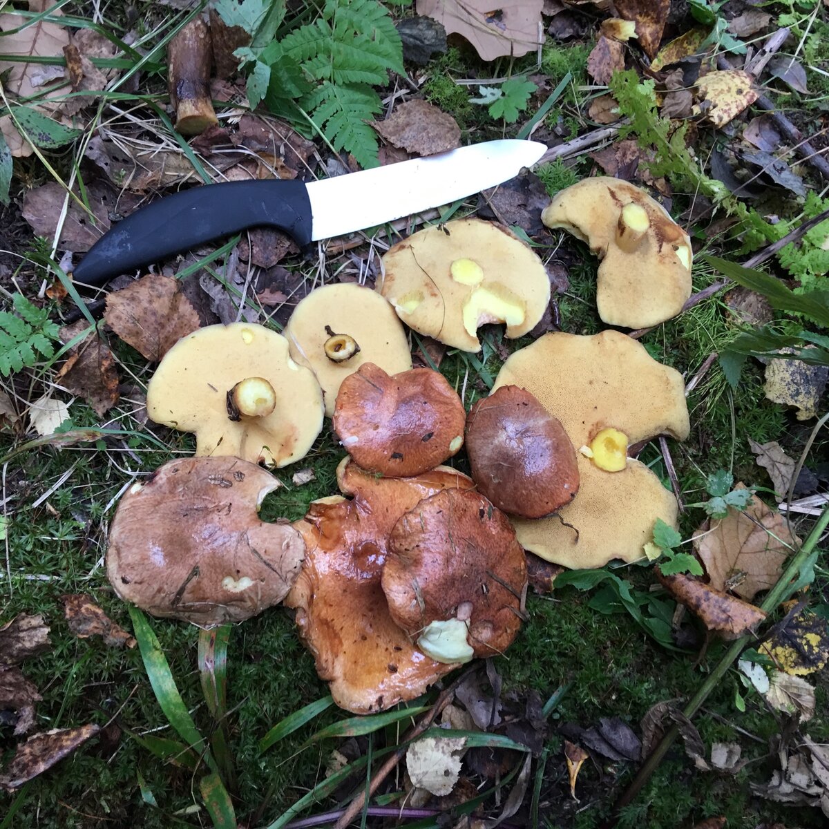 Маслёнок зернистый, сентябрь 2017