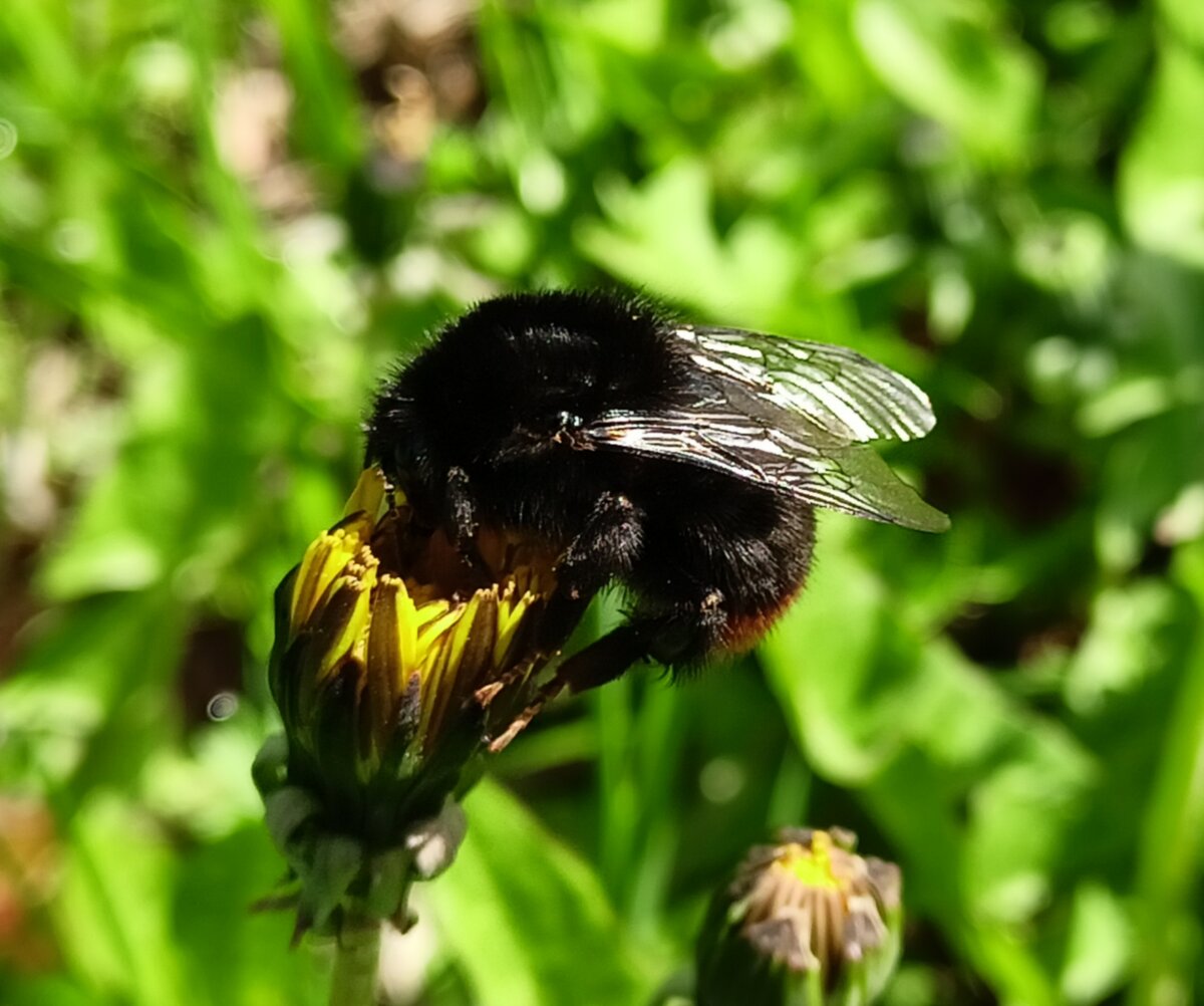 Bombus Sylvarum