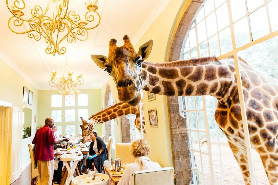 Hotel animal. Поместье Жирафов (Giraffe Manor),. Отель Жираф Манор в Кении. Giraffe Manor (усадьба Жирафов), Кения. Завтрак с жирафами, Giraffe Manor, Найроби, Кения.