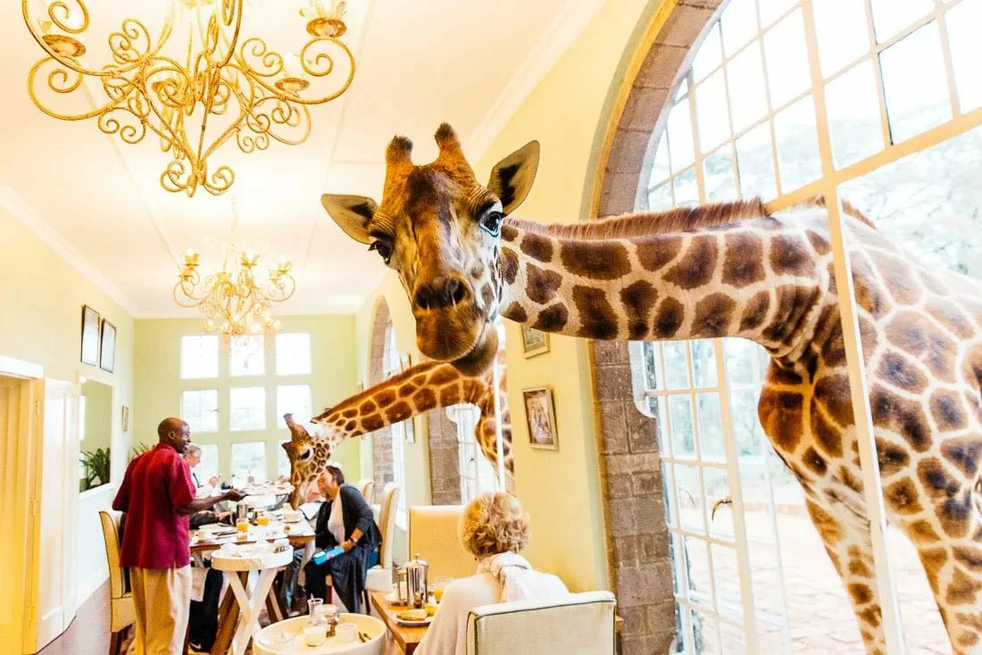 Giraffe manor. Giraffe Manor Найроби, Кения. Бутик-отель Giraffe Manor в Кении. Поместье Жирафов (Giraffe Manor),. Завтрак с жирафами, Giraffe Manor, Найроби, Кения.