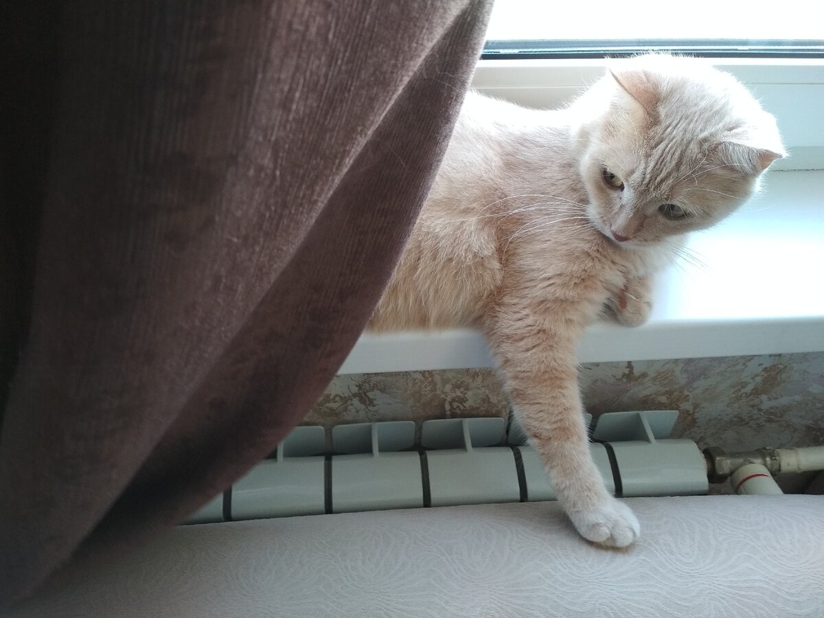 Персик готовится к обороне