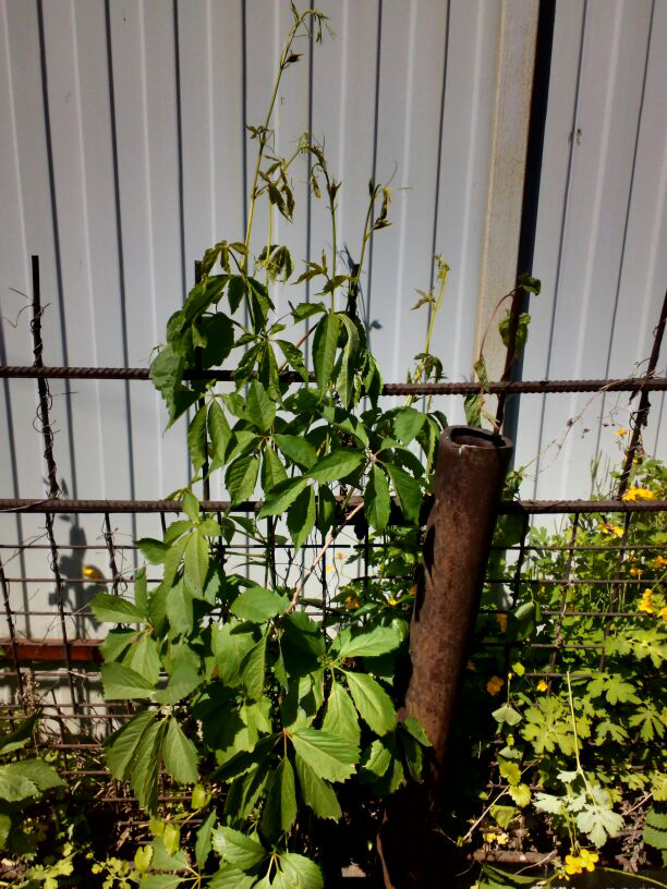 Как посадить девичий. Девичий виноград отводки. Дикий виноград посадка. Лиана девичий виноград размножение. Как посадить девичий.