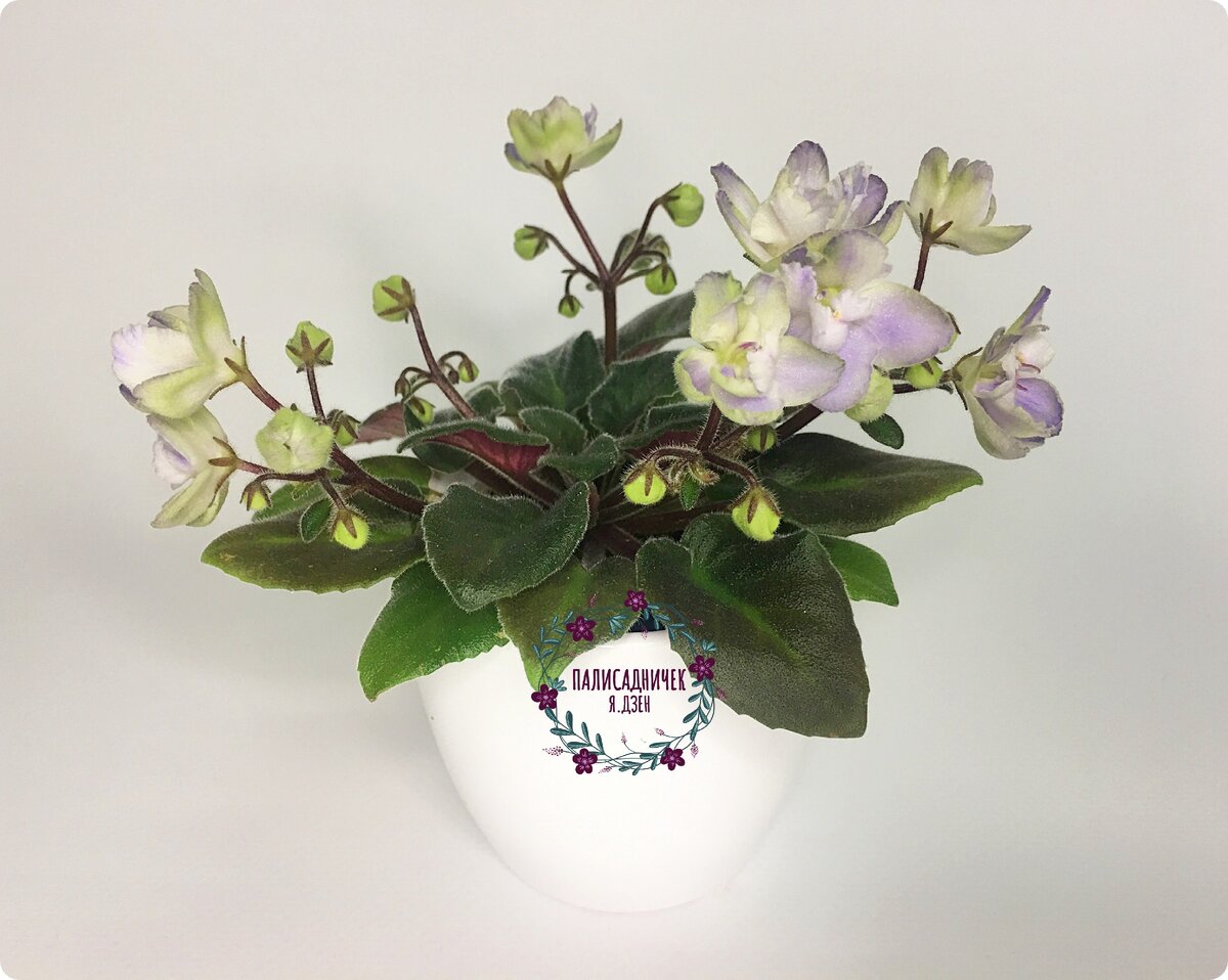 По-моему, отличный результат! Согласны? Сорт, напомню, ЛЕ-Голубой Лютик (Е. Лебецкая).