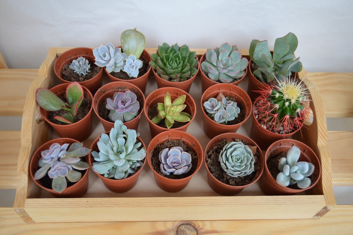 Суккуленты