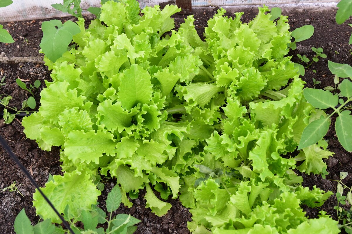 Фото автора. Салат Айсберг