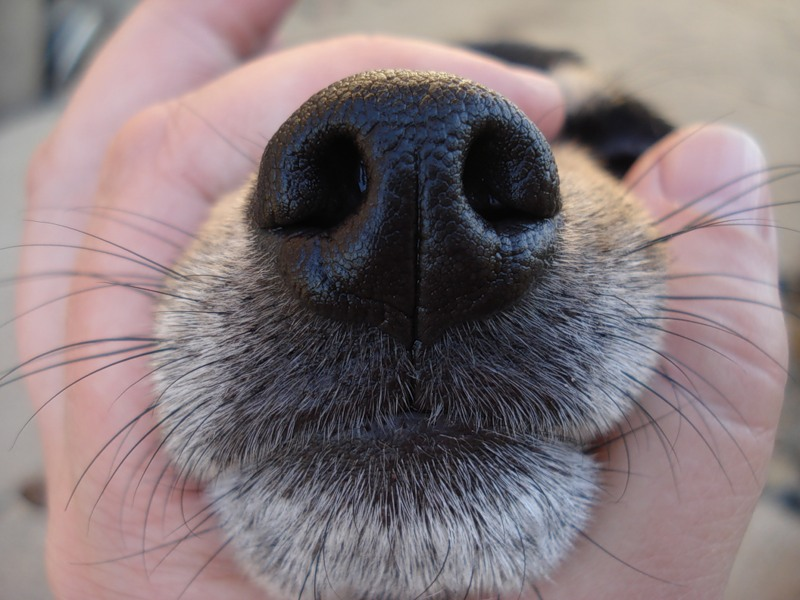 Какой нос у щенка. Вибриссы у собак. Усы у собак. Носы животных. Морда собаки усы.