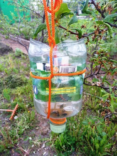 Ловушки для насекомых