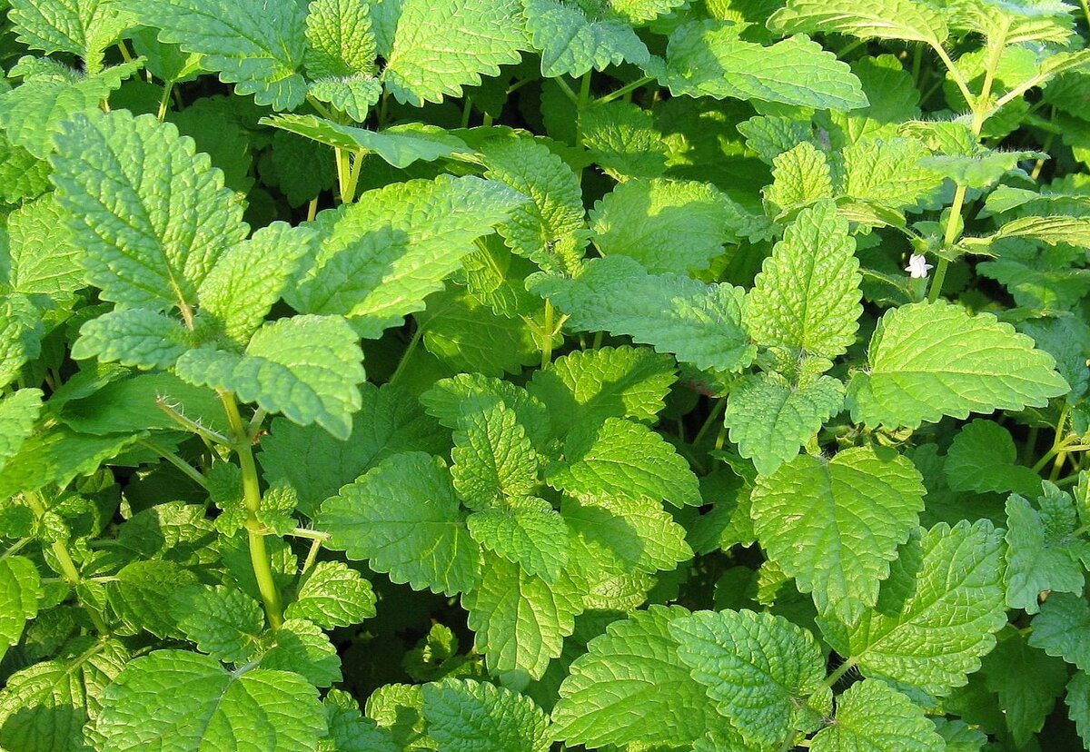 Мелисса лекарственная