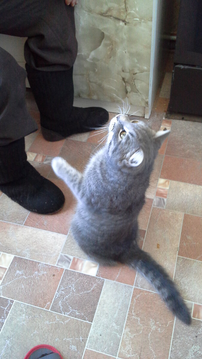 Кот Барон. Фото автора.