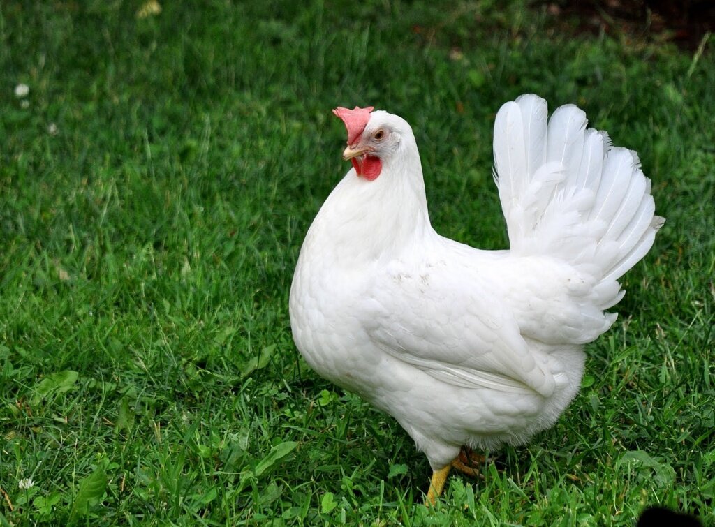 Куры Ломан вайт