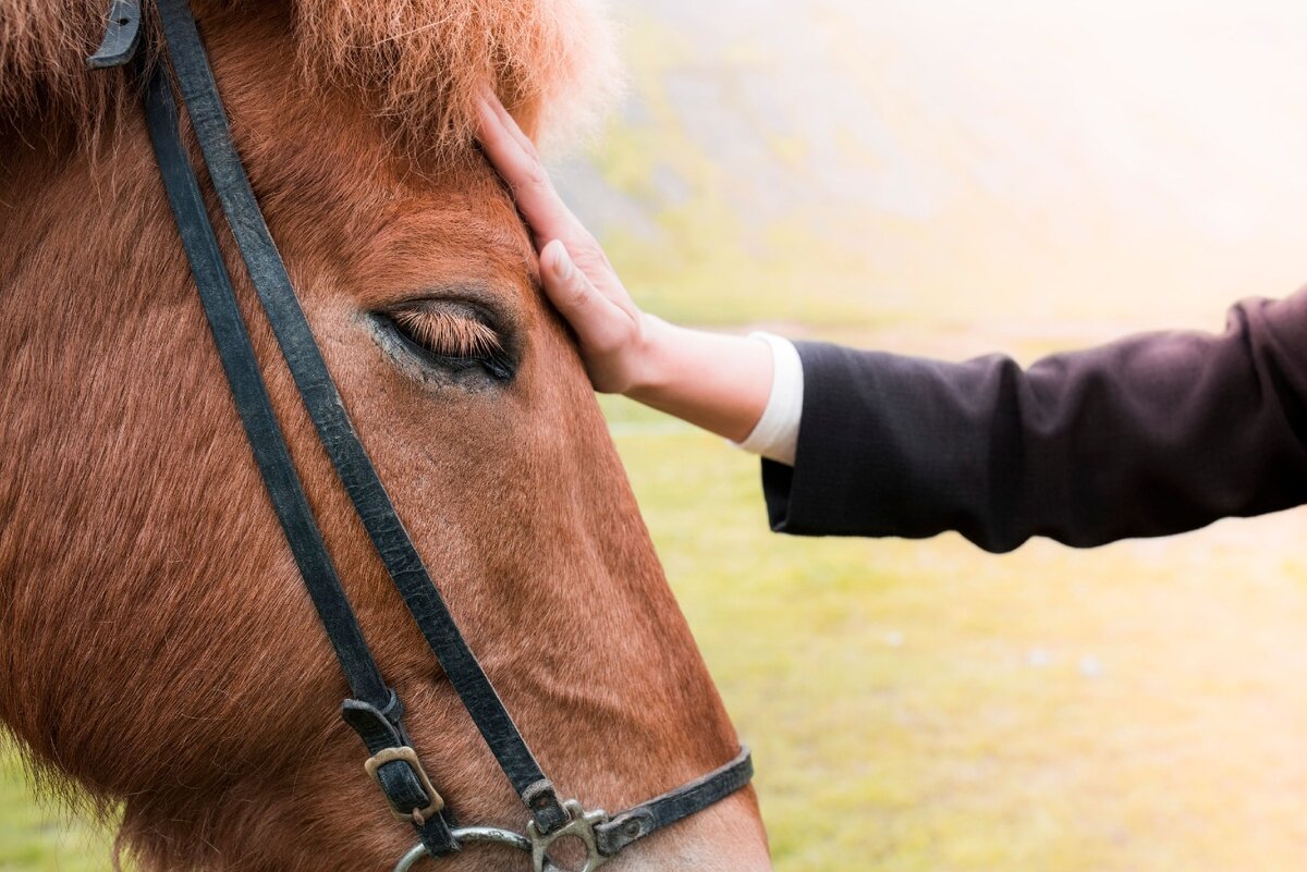 Сонник видеть лошадь. Человек гладит лошадь. Прикосновение к лошади. Лошадиное лицо. Фотосессия с лошадьми.