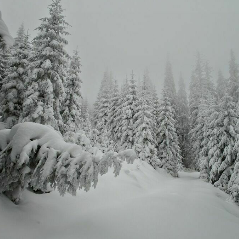 Снег в лесу