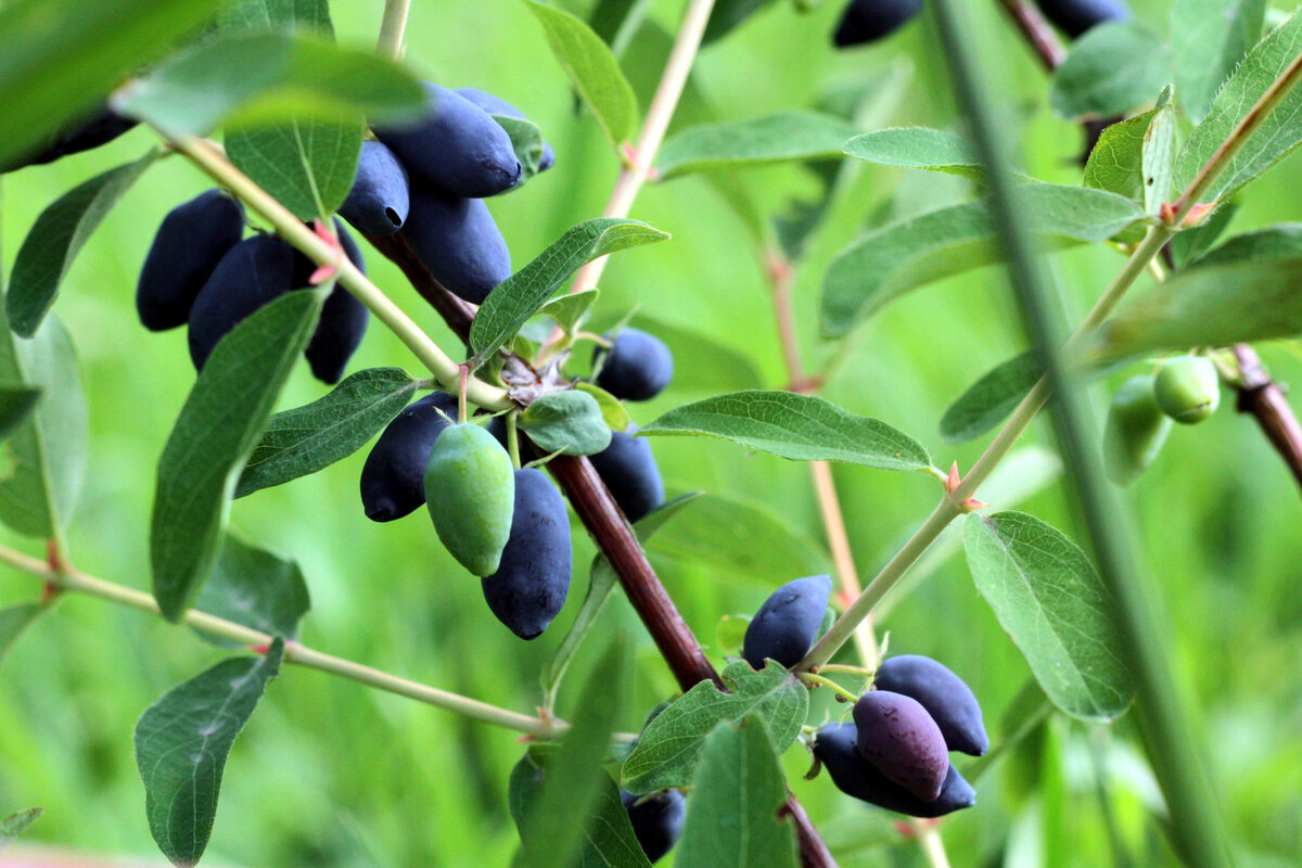 Жимолость, в начале июня уже ягоды 