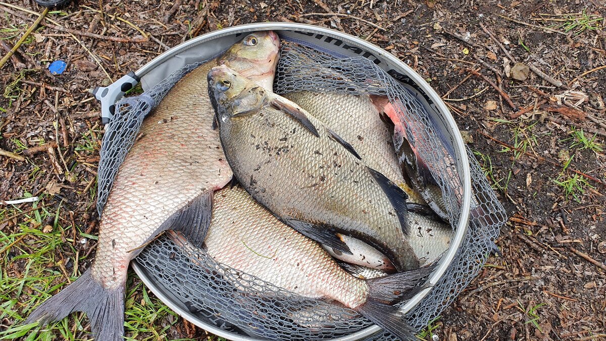 Москва река Коломна. Крупный лещ на фидер и донки. Отчет о рыбалке