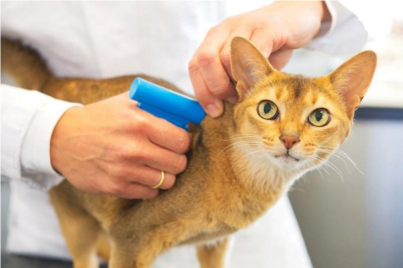 Что нужно знать о чипировании животных?