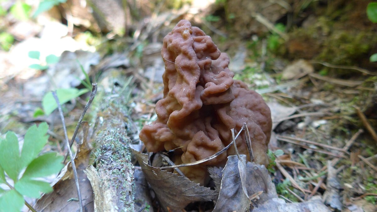 Строчок гигантский