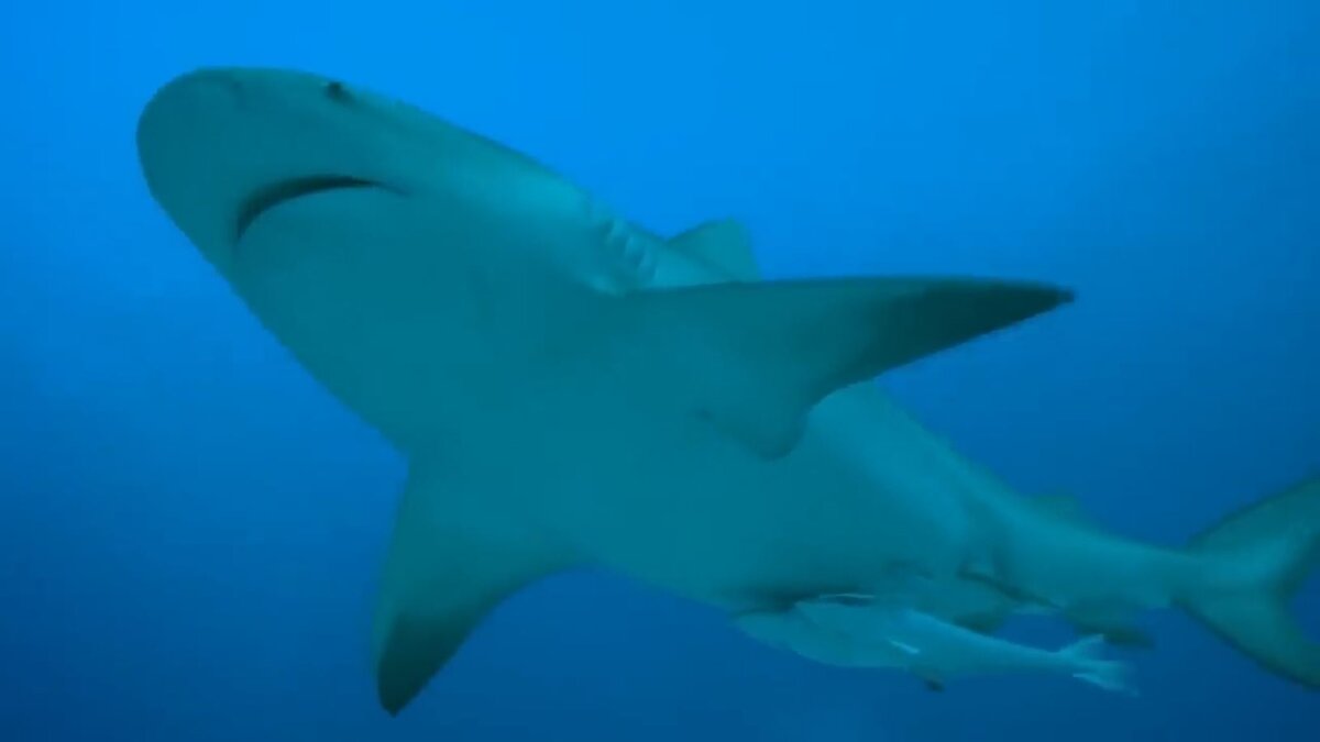 Источник: youtube.com