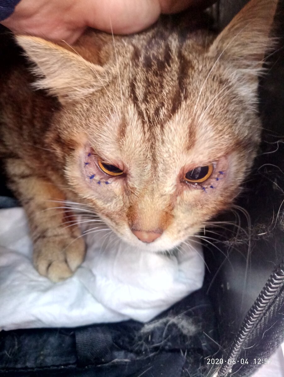 Кося после операции .Сейчас все хорошо. 