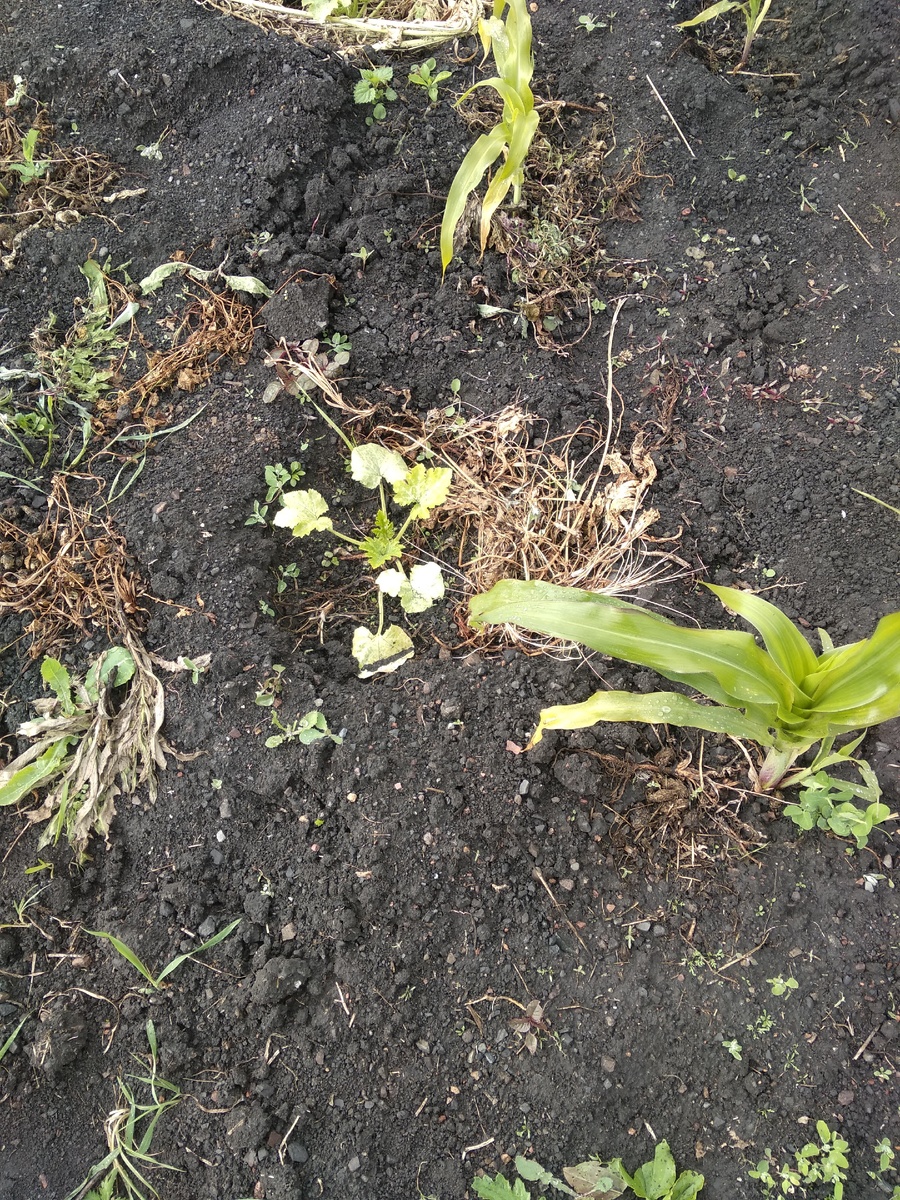 Тыква на улице, фото тоже мое. Посадка "Три сестры" - тыквы, кукуруза, горох