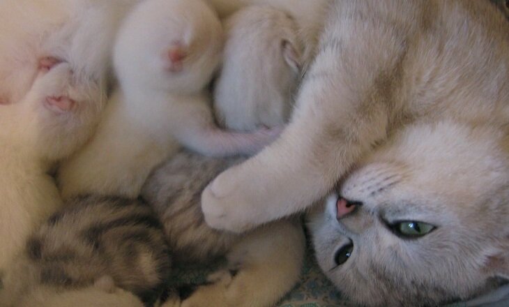                   Кошка впервые может стать мамой в возрасте от 4 до 12 месяцев. Этот период может сдвигаться, так как многое зависит и от породы.