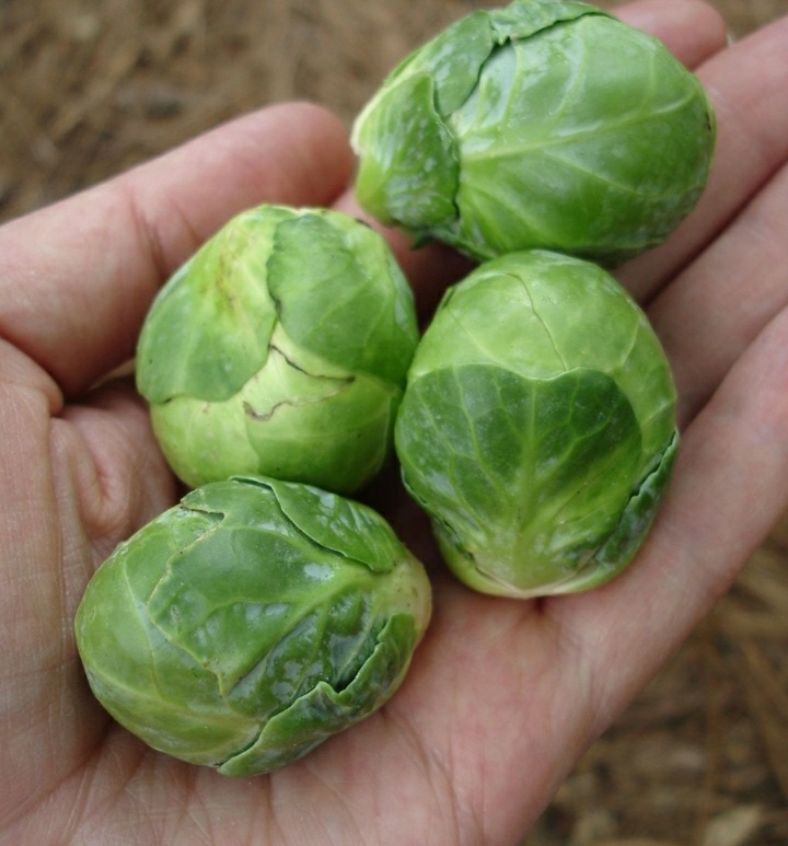 Фото из Яндекс. Картинки