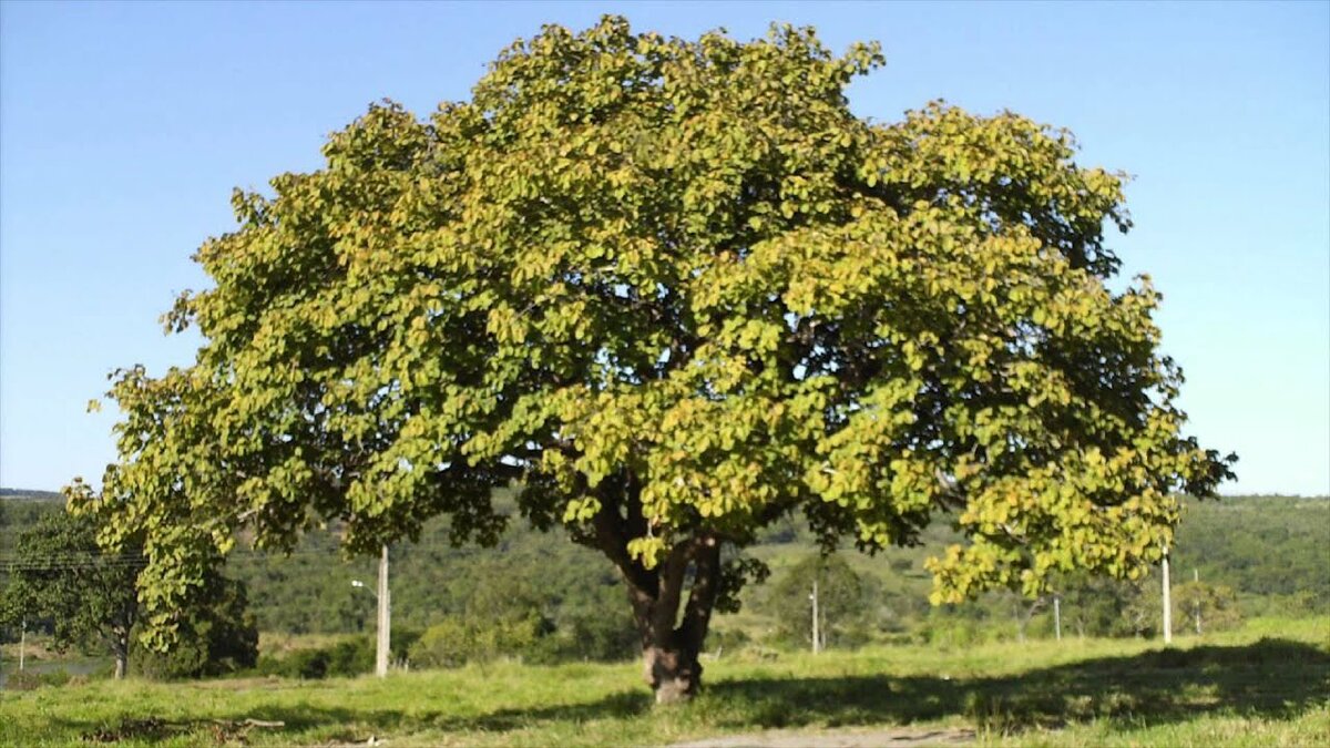 Дерево ятоба фото