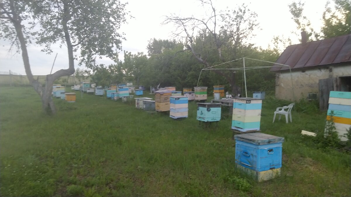 Пасека растёт. Но чередование цветов - обязательно. Потому и облёт маток близок к 100%