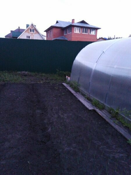рыжий кот