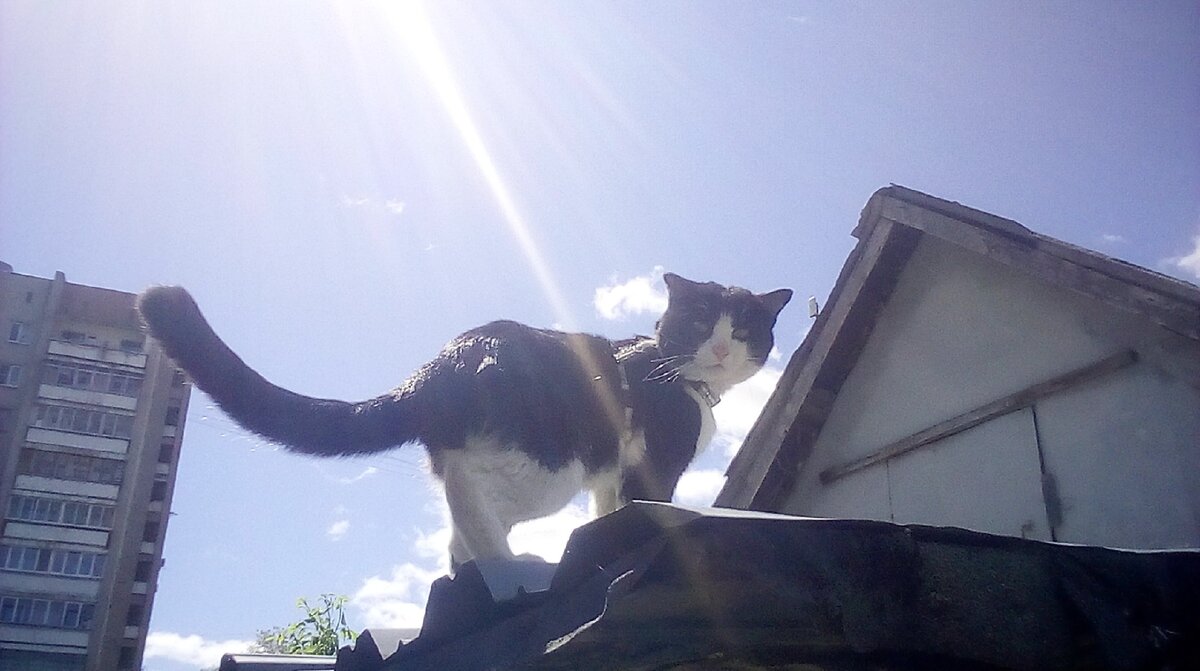 Котик на крыше, счастье под крышей, коронавирус - на Земле.