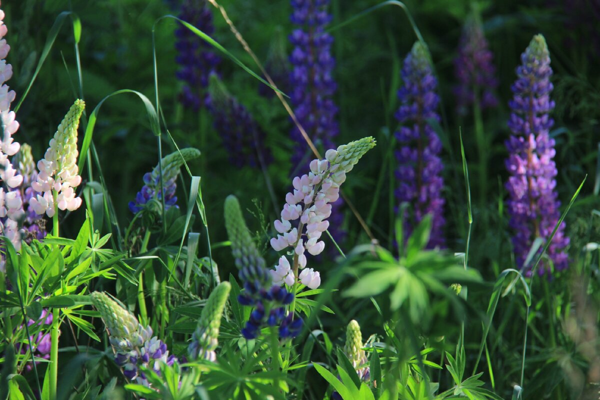 Люпины (Lupinus):. Люпины Сахалин. Люпин Эрмитаж многолетник. Люпины (Lupinus sparsiflorus.