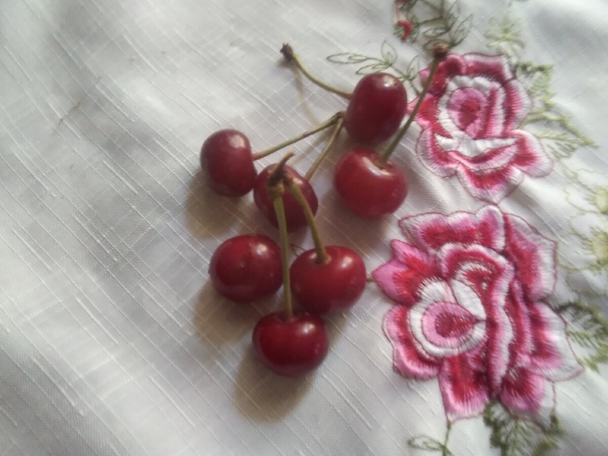 Ягоды вишни (фотографии из личного архива автора)